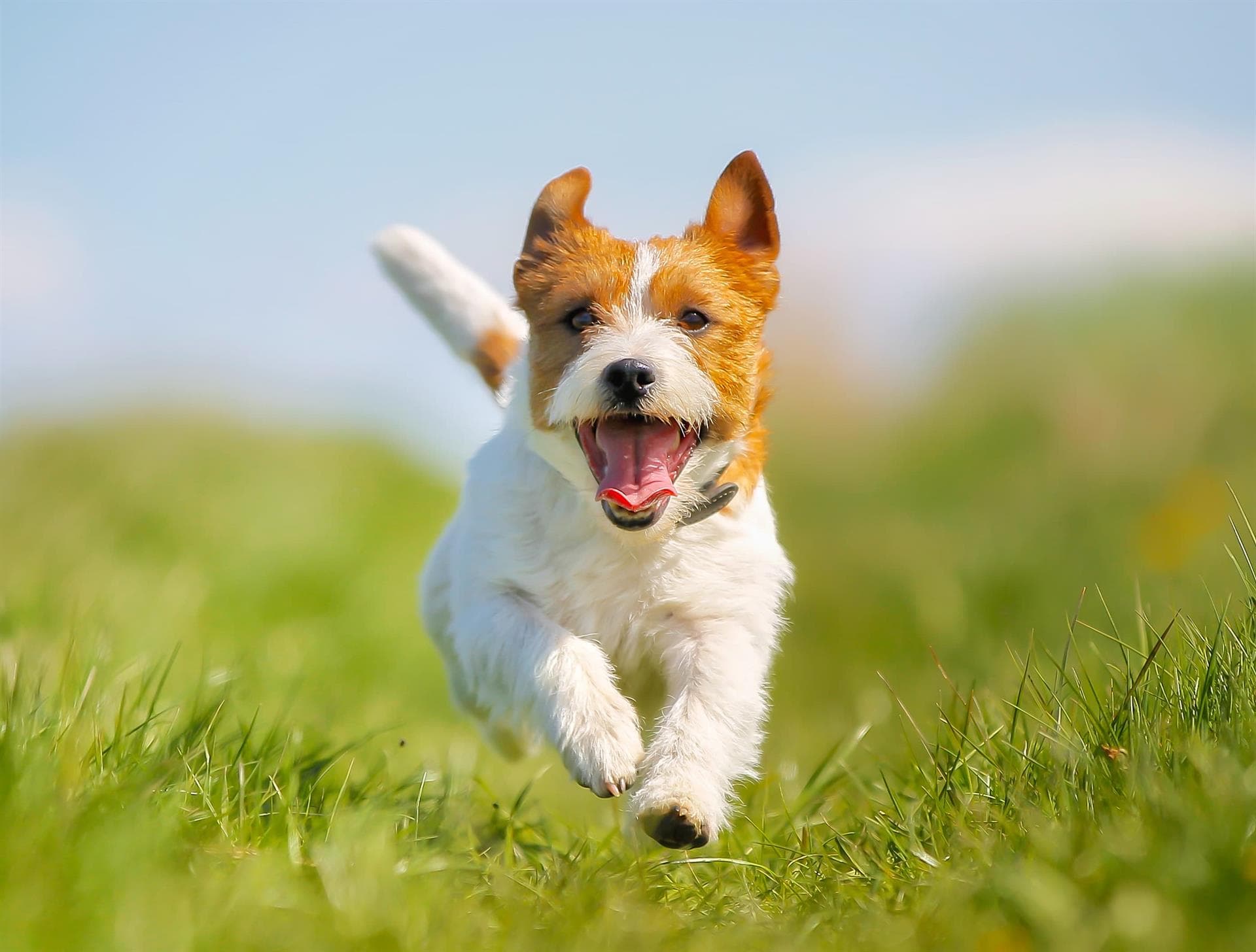 Mascotas Clínica Veterinaria