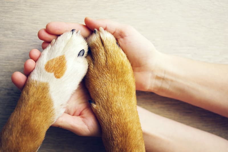 Urgencias veterinarias 24 horas en Ribeira y A Pobra do Caramiñal